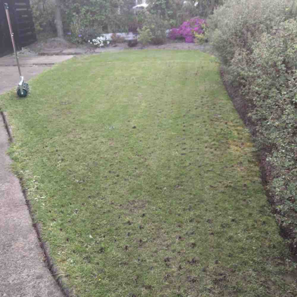 Spiked Lawn Roller: image 8
